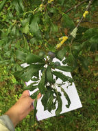 Image of <i>Prunus spinosa</i>