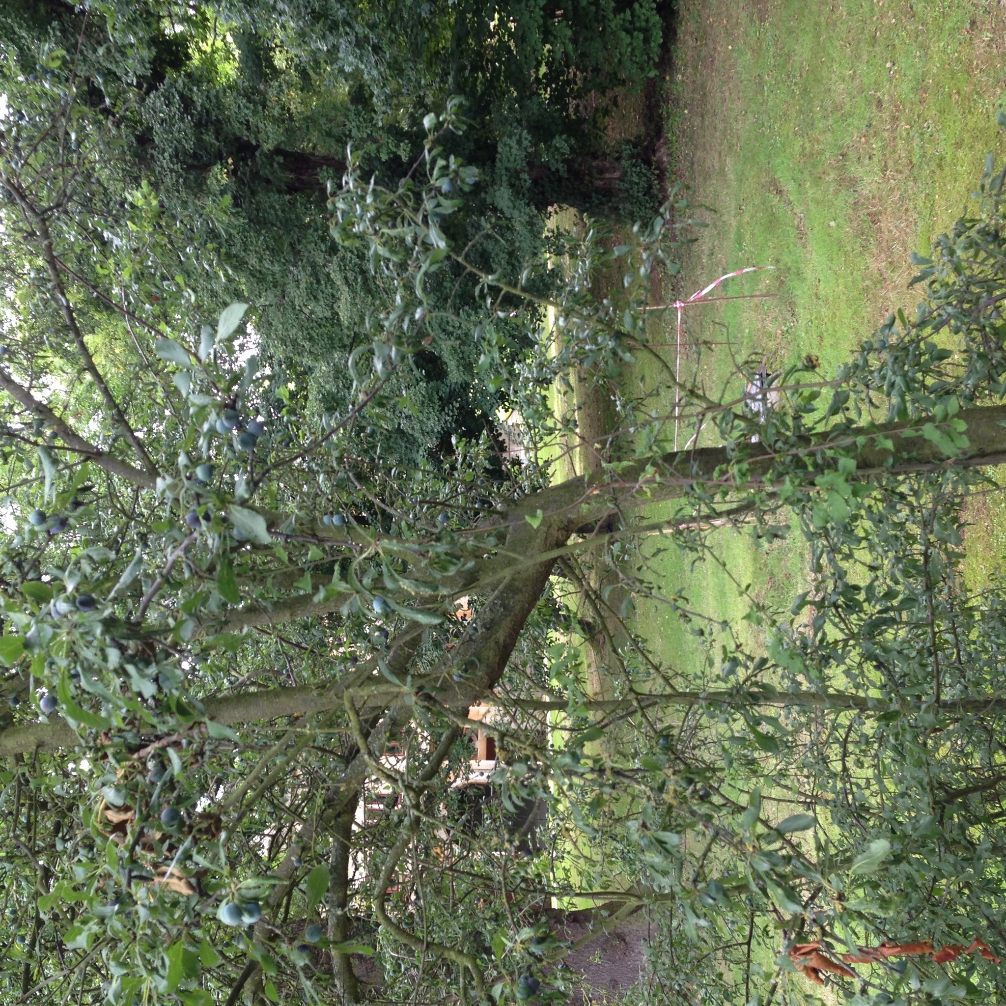 Image of <i>Prunus spinosa</i>
