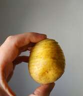 Image de patate