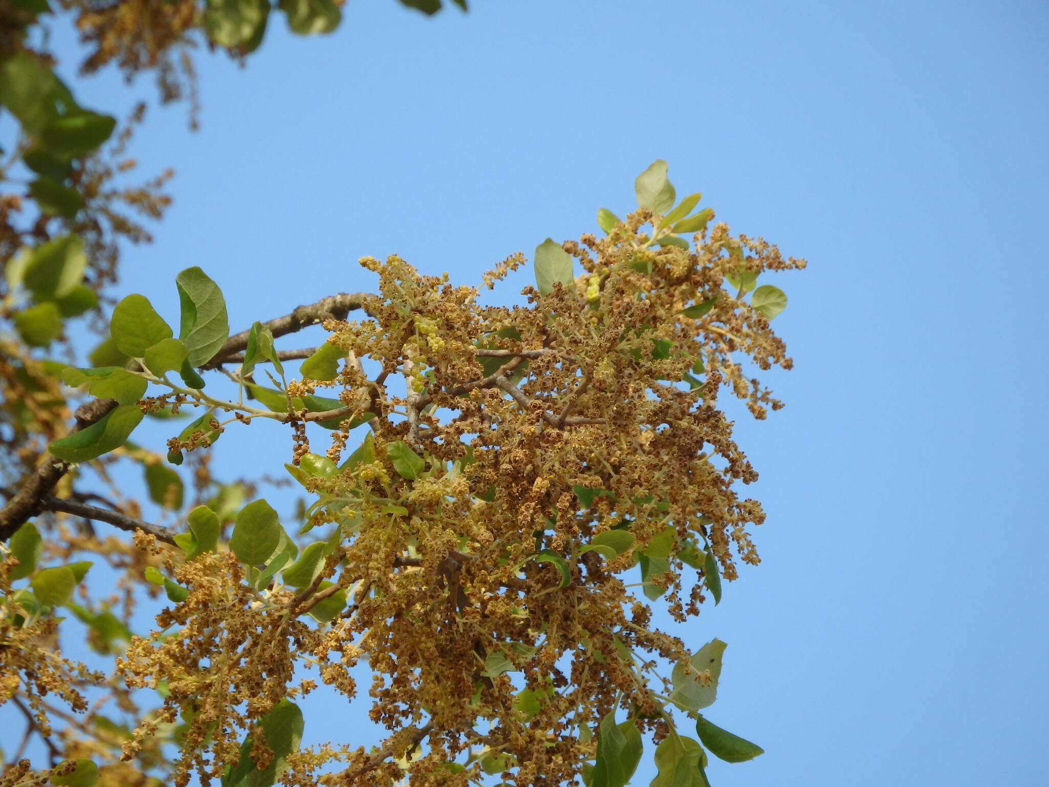 Image of Cork Oak