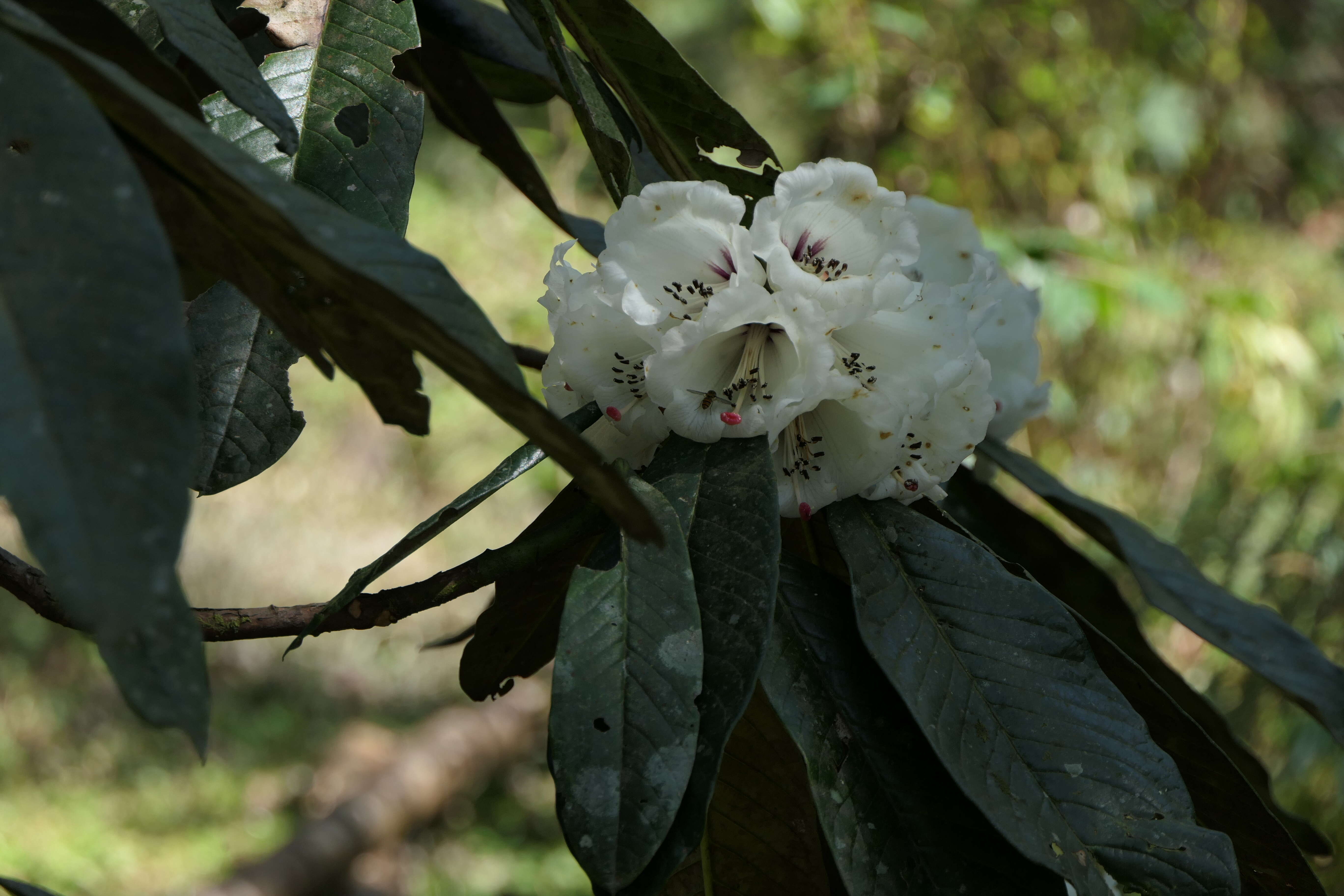 Image of Rhododendron grande Wight