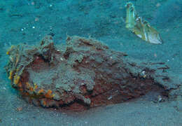 Image of Estuarine stonefish