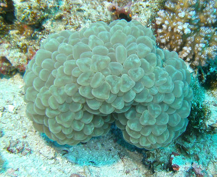 Image of Bubble coral