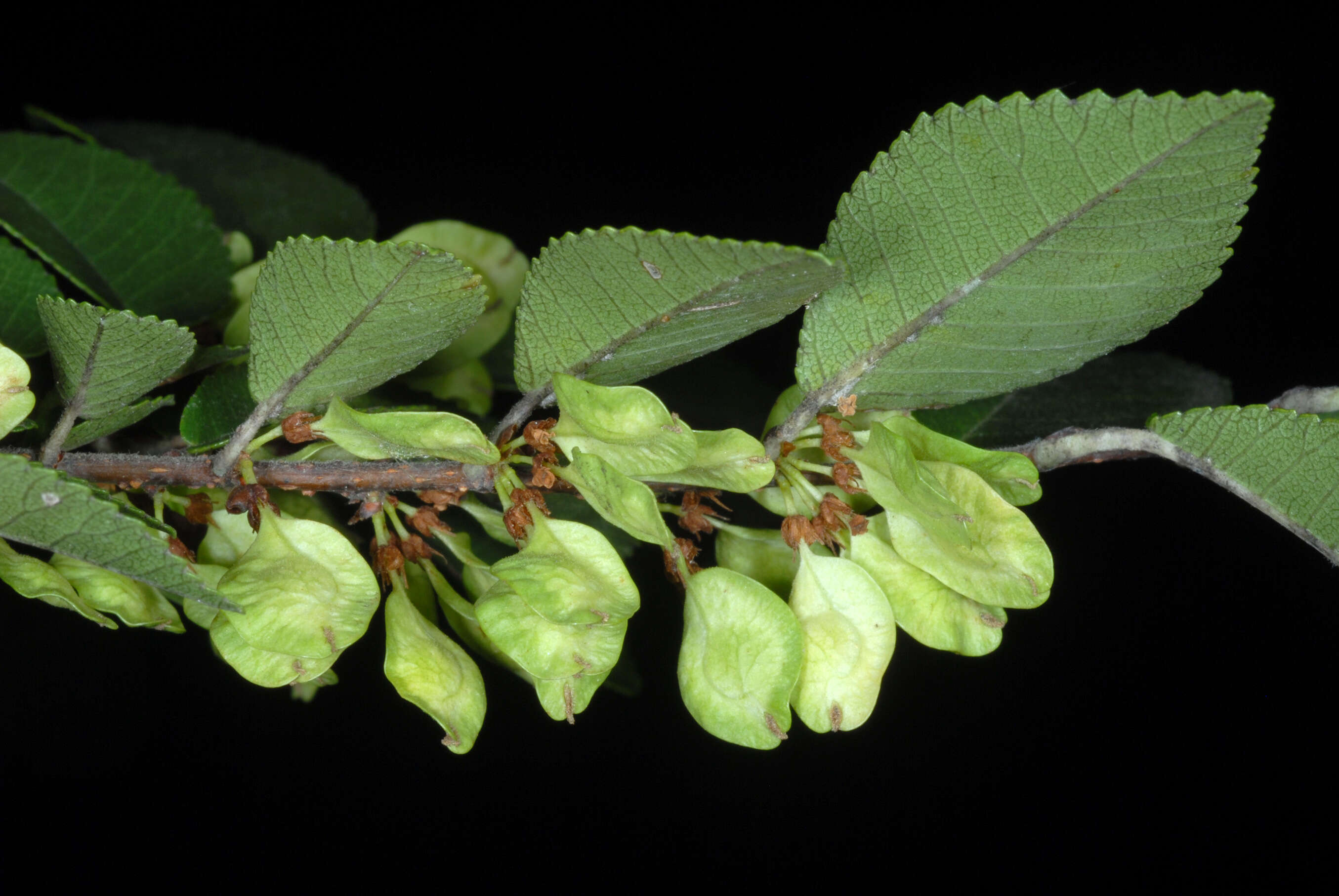 Image of Chinese elm