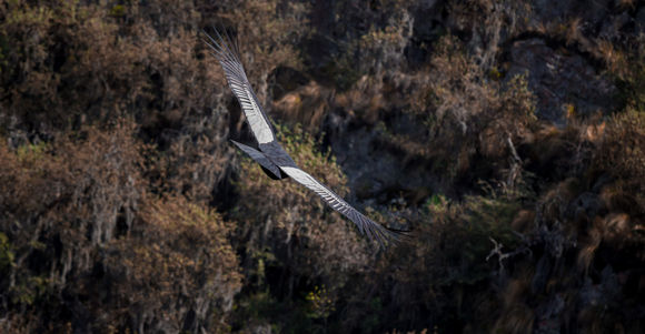 18.https www inaturalist org photos 2339694.580x360