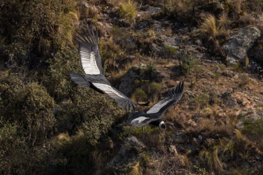 18.https www inaturalist org photos 2339695.580x360