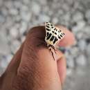 Image of Mexican Tiger Moth