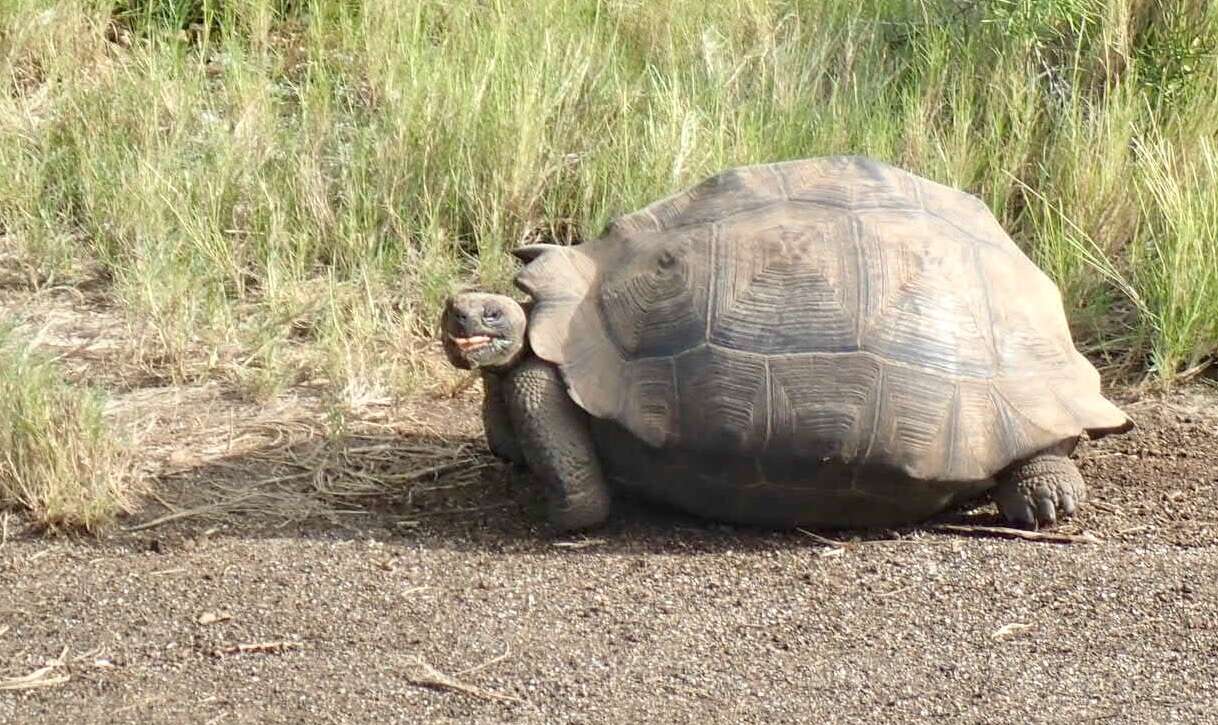 Image of Alcedo Volcano giant tortoise