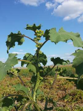 Imagem de Xanthium orientale L.