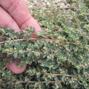 Image of <i>Euphorbia maculata</i>