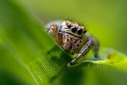 Image of jumping spiders