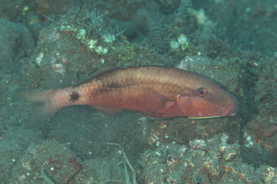 Image of Longbarbel goatfish