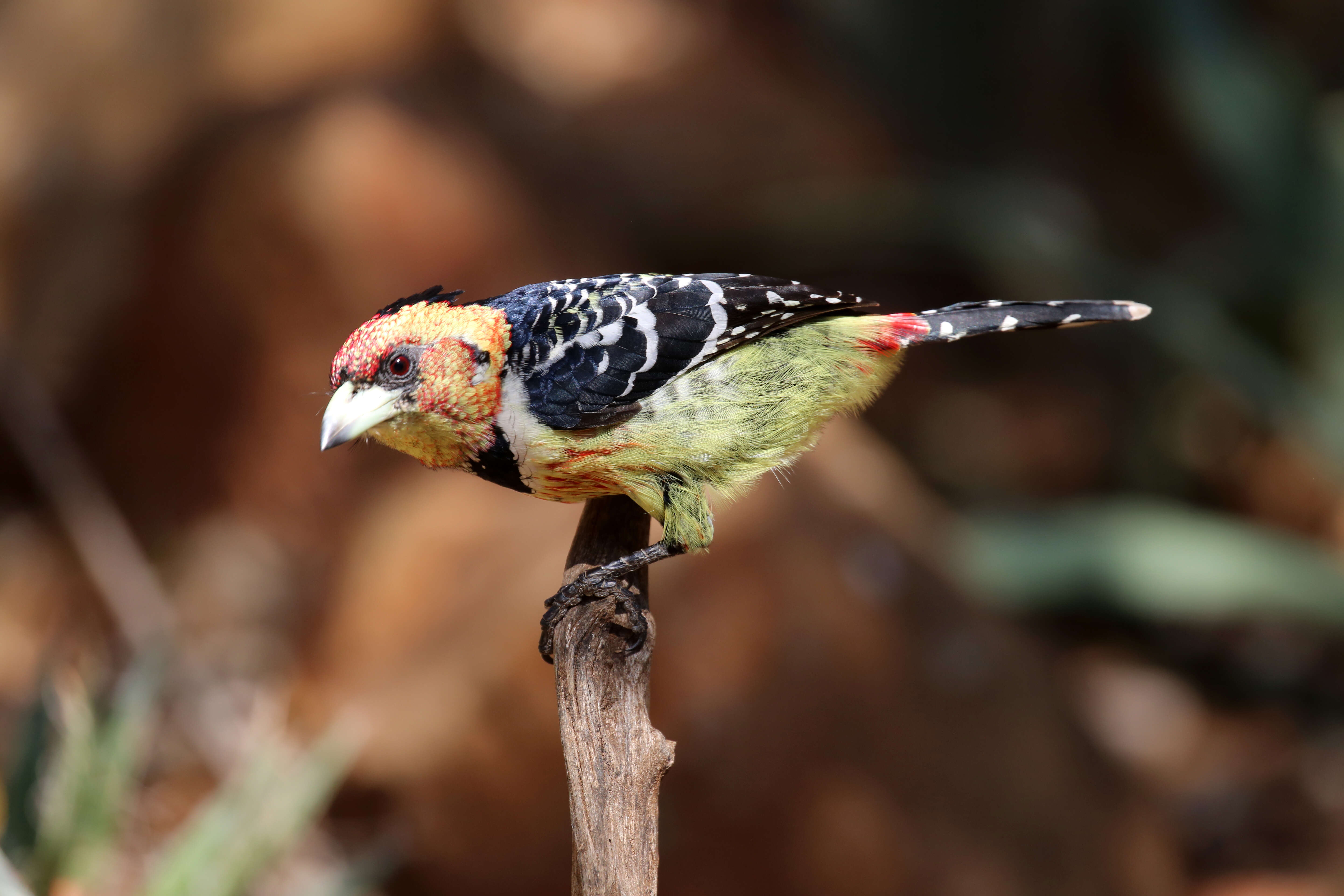 Image of Crested Barbet