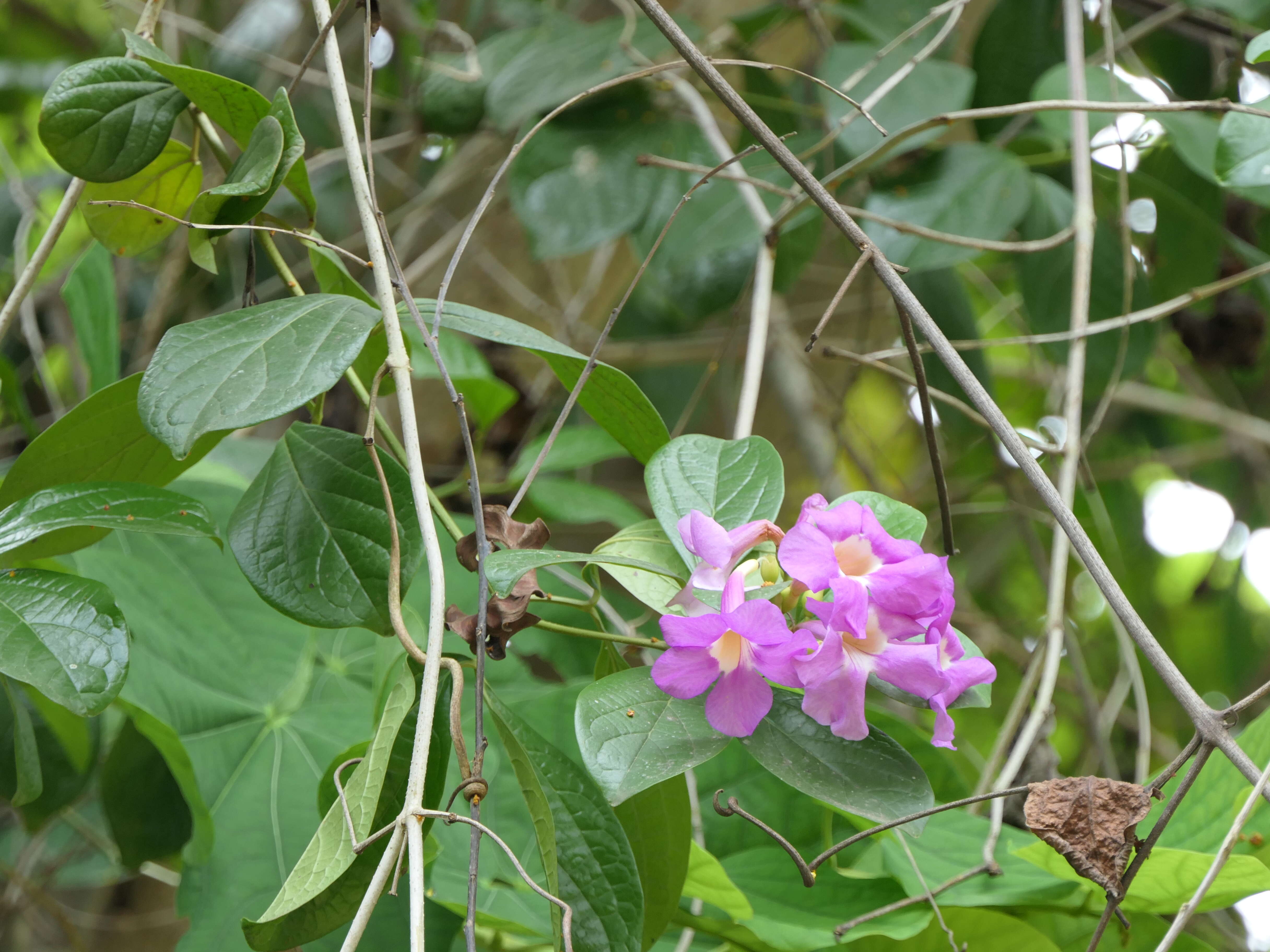 Imagem de Bignonia magnifica Bull