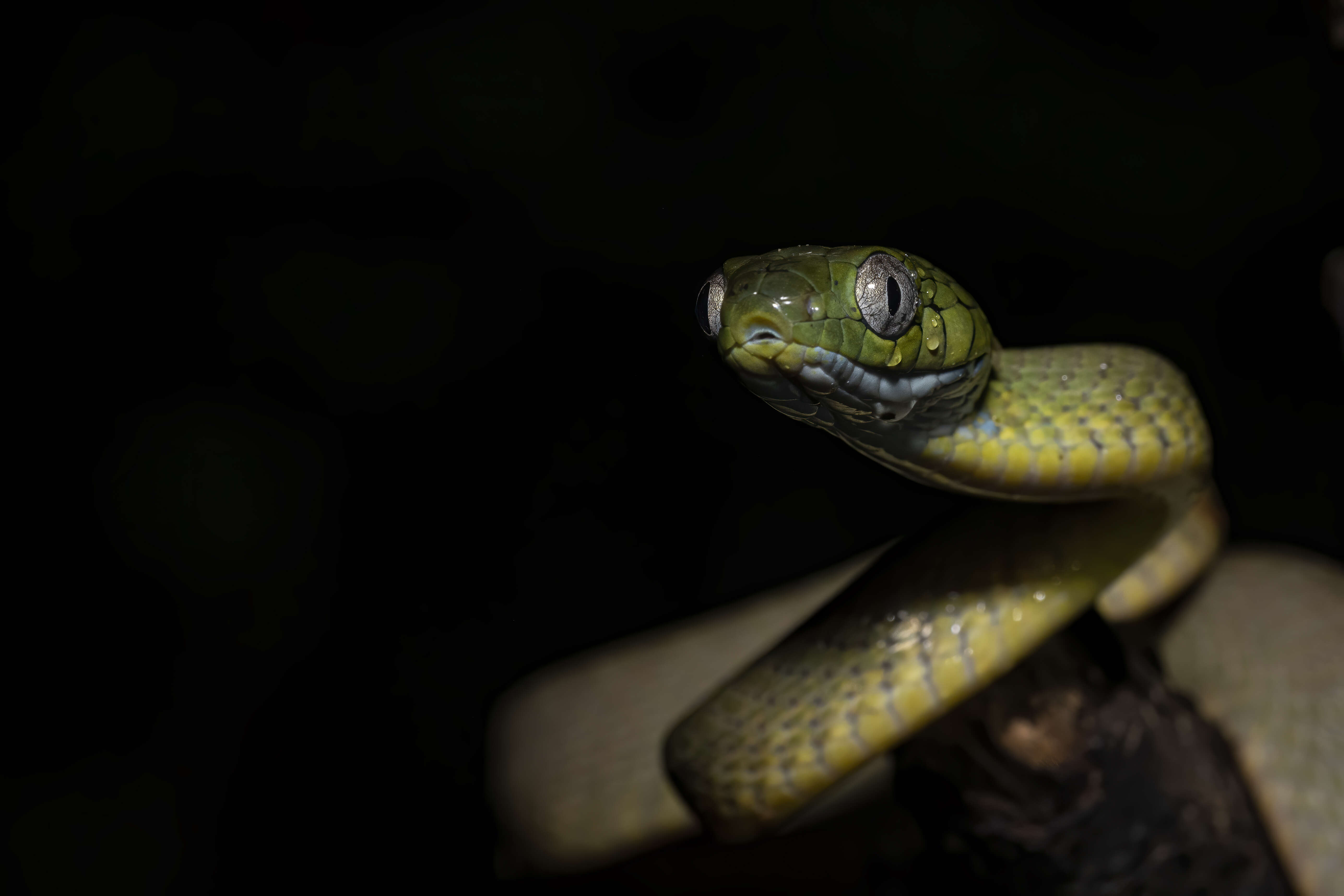 Image of Green Cat Snake