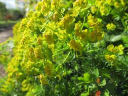 Image of Cypress Spurge