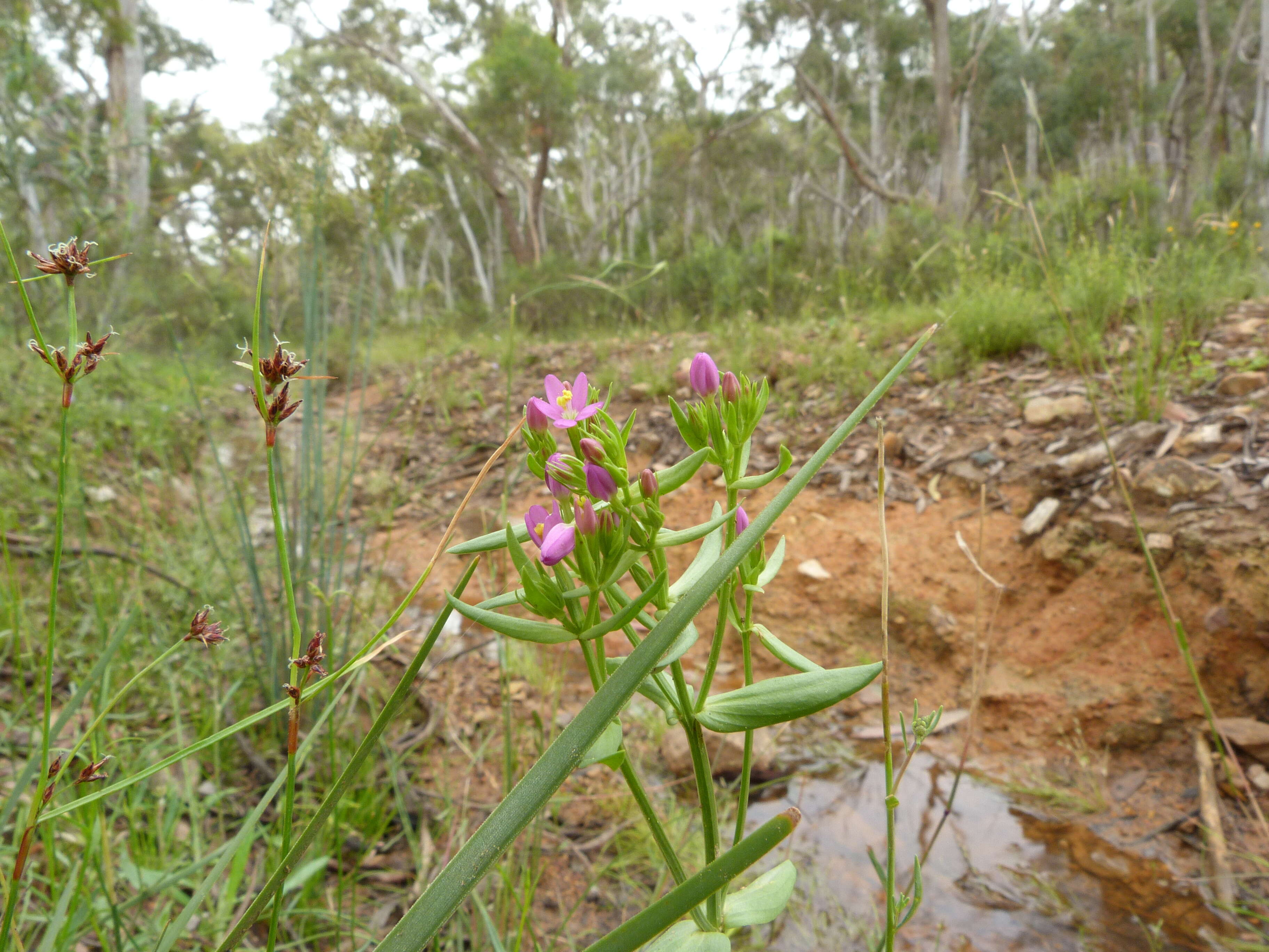 Image of slender centaury