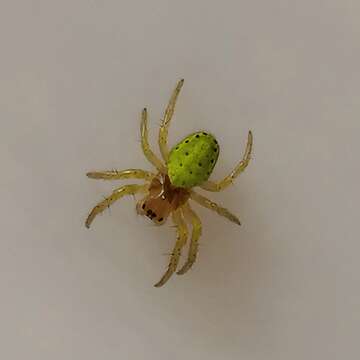 Image of Cucumber green spider