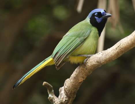 Image of Green Jay