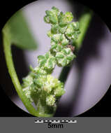 Image of Grey Goosefoot