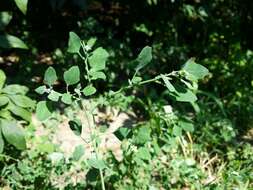 Plancia ëd Chenopodium opulifolium Schrader