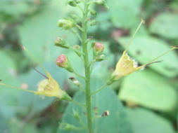 Image of <i>Collinsonia canadensis</i>