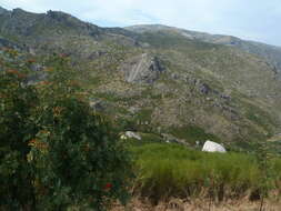 Image of rowan,  moutain ash