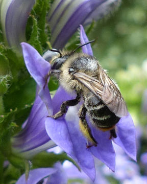 Image of <i>Anthophora terminalis</i> Cresson 1869