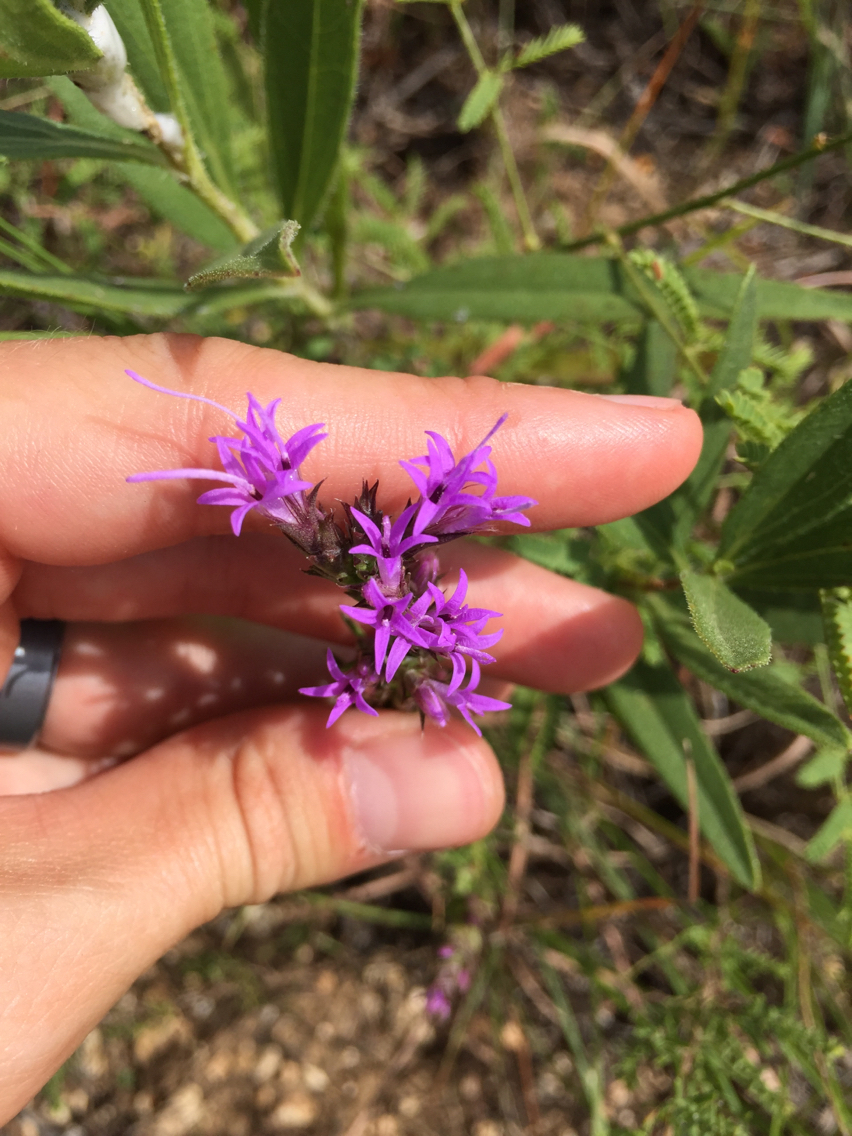 Image of <i>Liatris punctata</i>