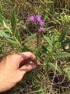 Image of <i>Liatris punctata</i>