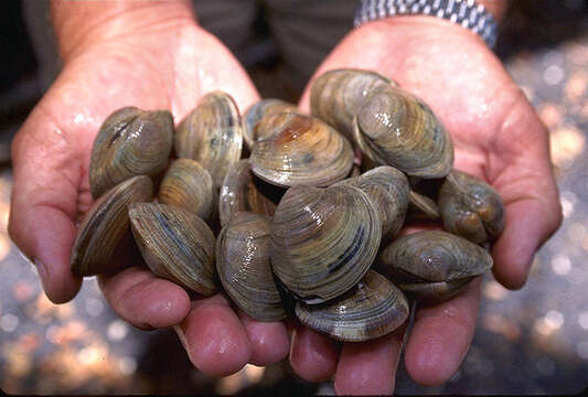 Image of quahog