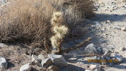 Image of <i>Cylindropuntia echinocarpa</i>