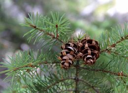 Image of <i>Pseudotsuga menziesii glauca</i>