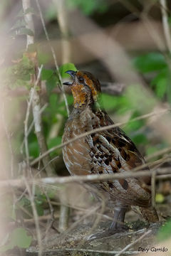 Image of Singing Quail