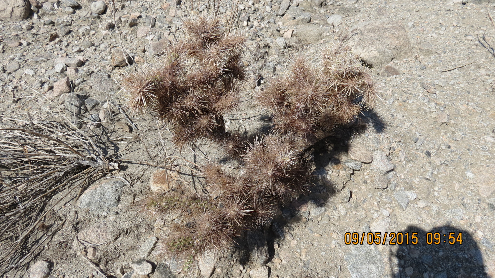 Image of <i>Cylindropuntia echinocarpa</i>