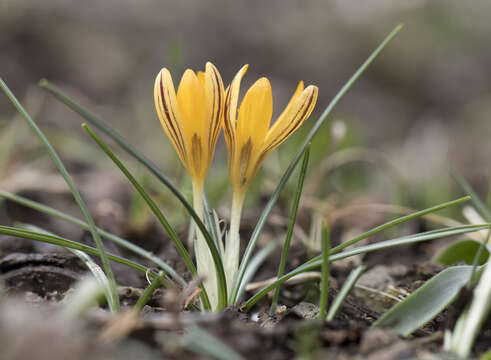 Image of Crocus vitellinus Wahlenb.