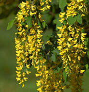 Image of Common Laburnum