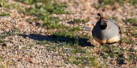 Image of Gambel's Quail