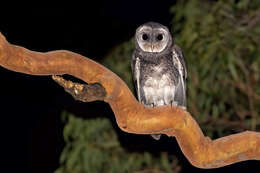 Image of Greater Sooty Owl