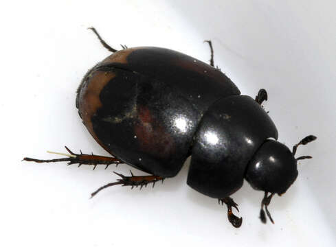 Image of Dung beetle