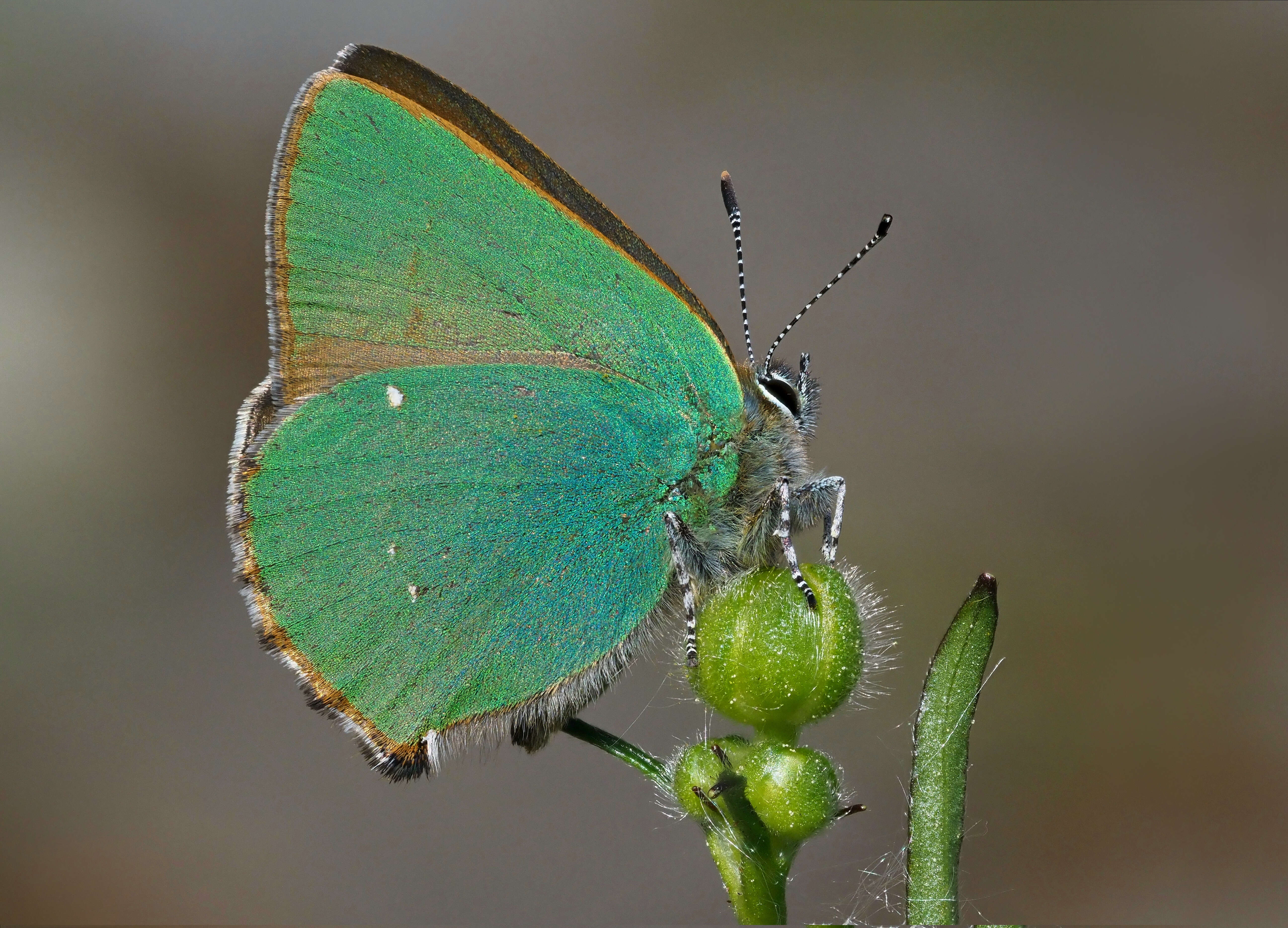 Plancia ëd Callophrys rubi (Linnaeus 1758)