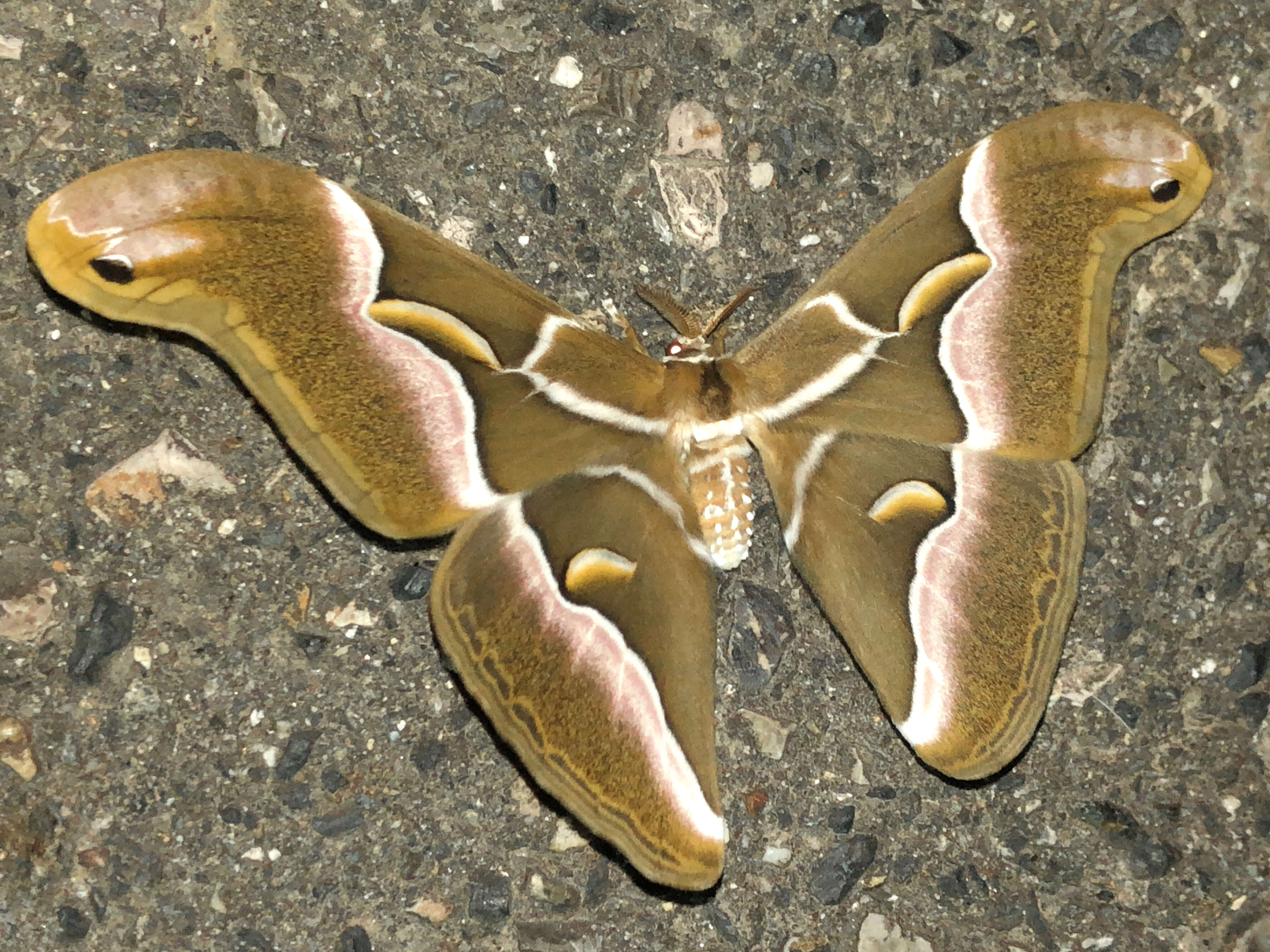 Image of Ailanthus Silkmoth