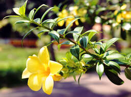 Image of golden trumpet