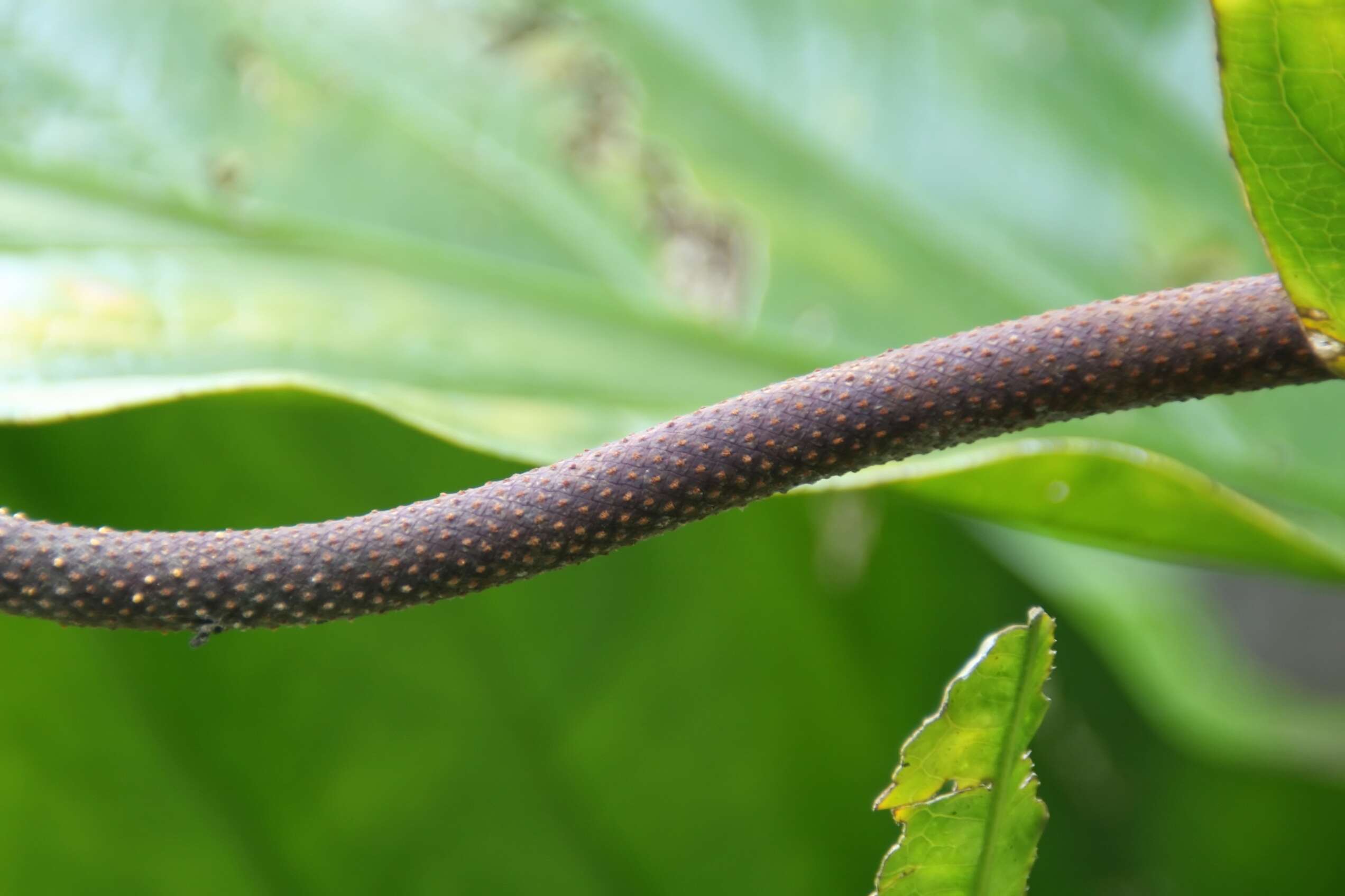 Image of Scalloped Laceleaf