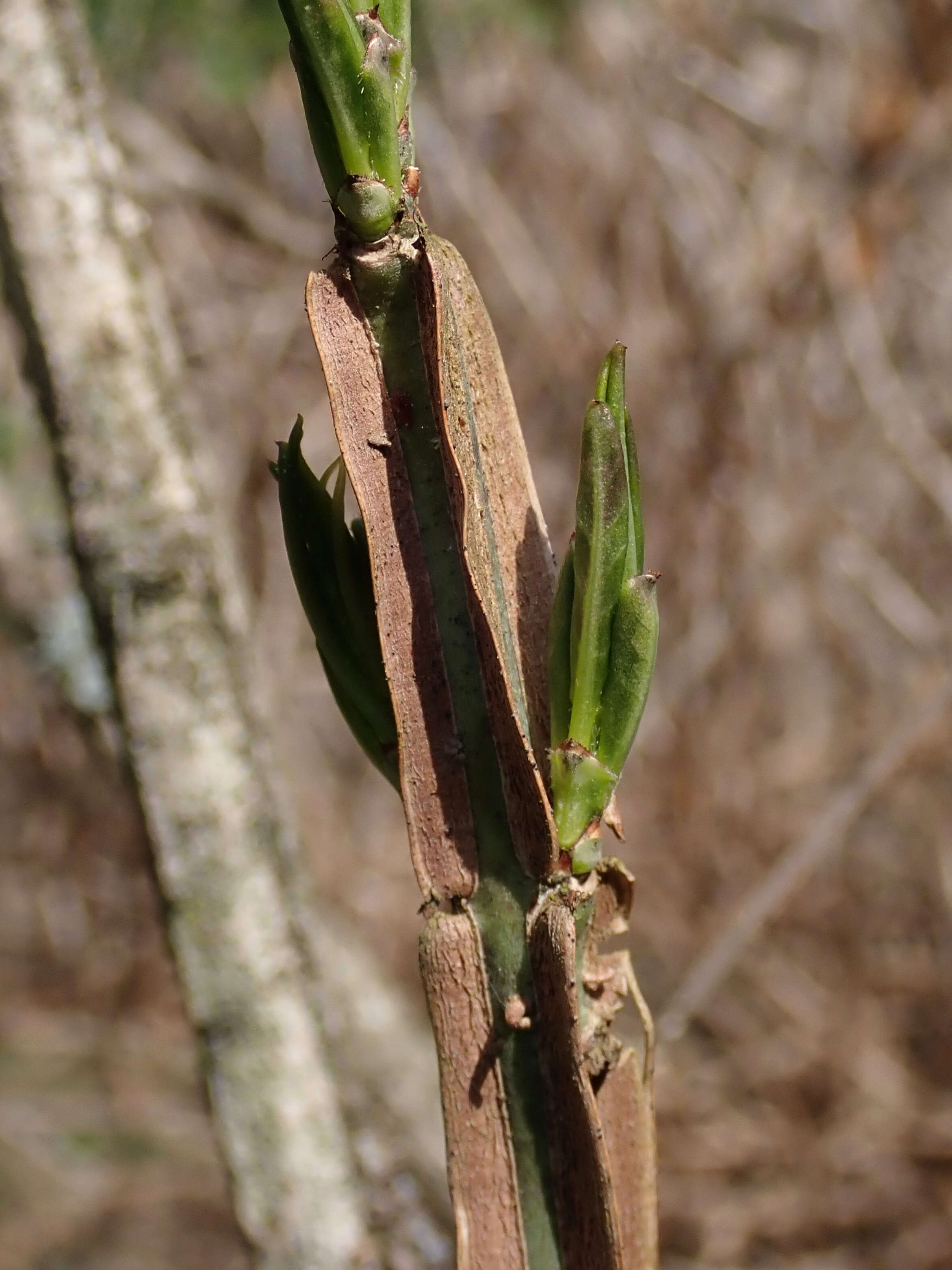 Image of corktree