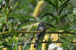 Image of Auriparus Baird & SF 1864