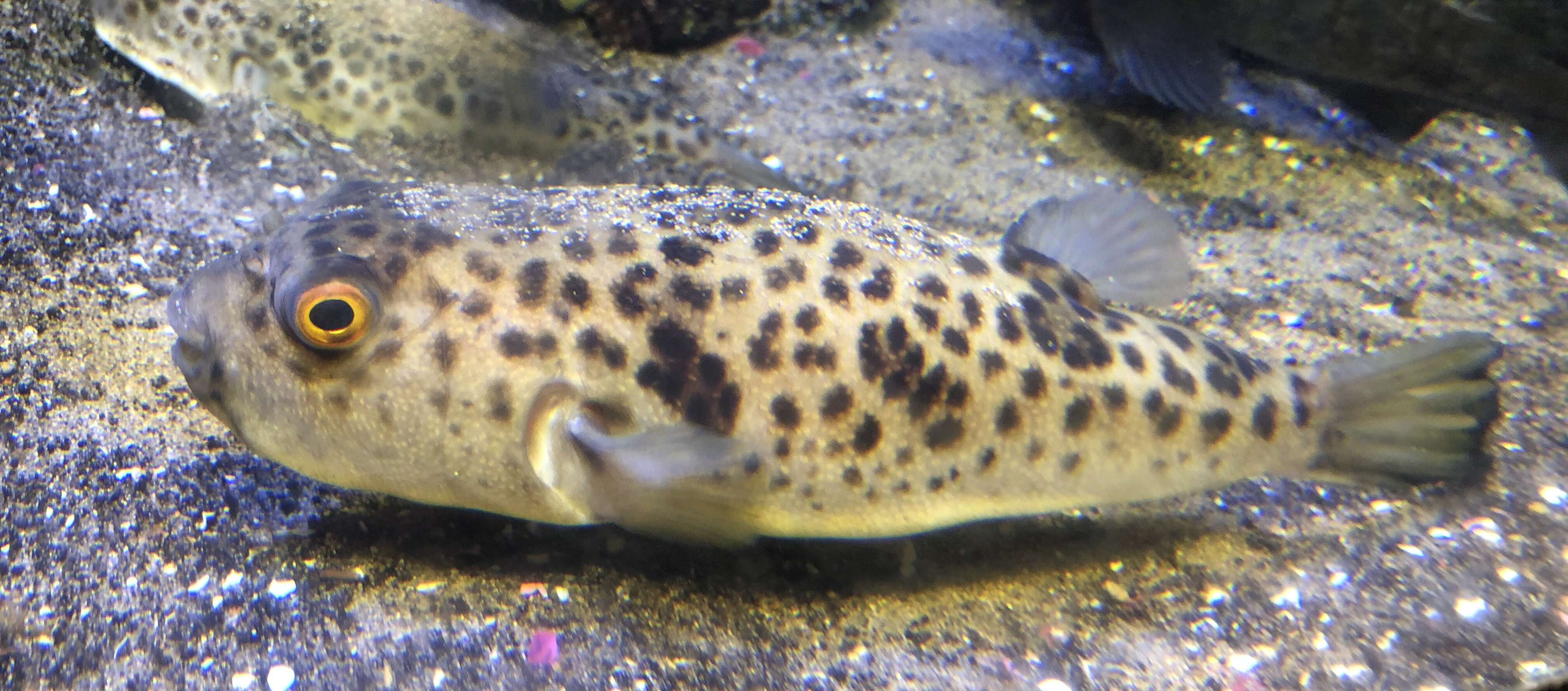 Image of Panther Puffer