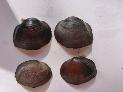 Image of <i>Fusconaia askewi</i> (Marsh 1896)