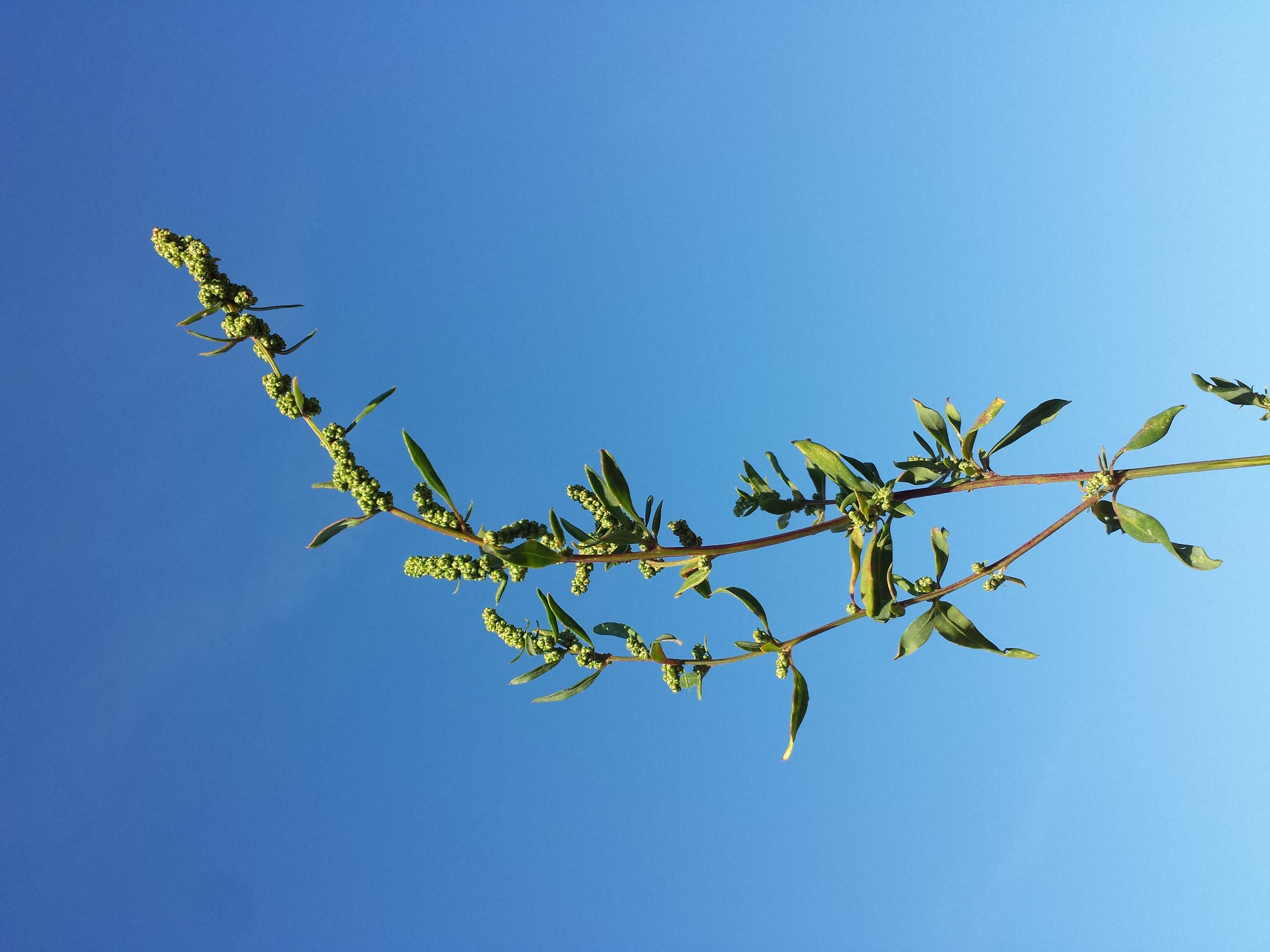 Plancia ëd Chenopodium strictum Roth