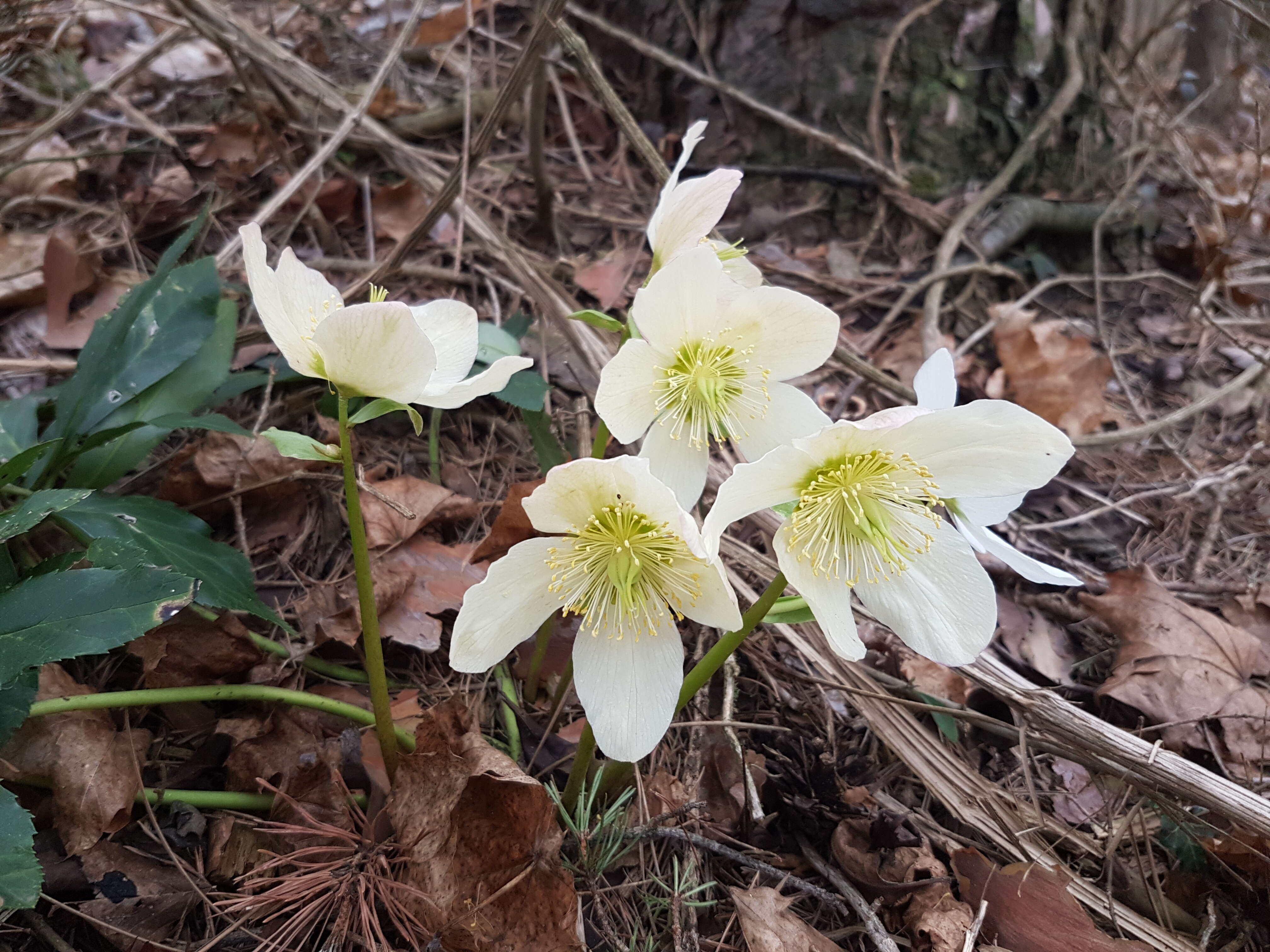 Image of black hellebore